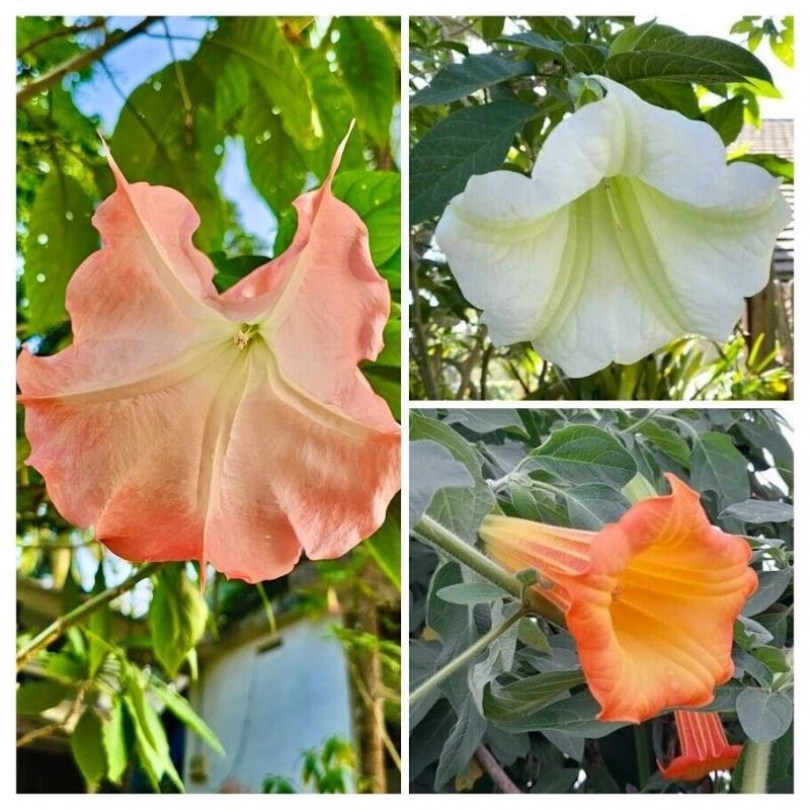Angyaltrombita szortiment - 3 fajta, Brugmansia suaveolens, vetőmag, akció, kedvezmény